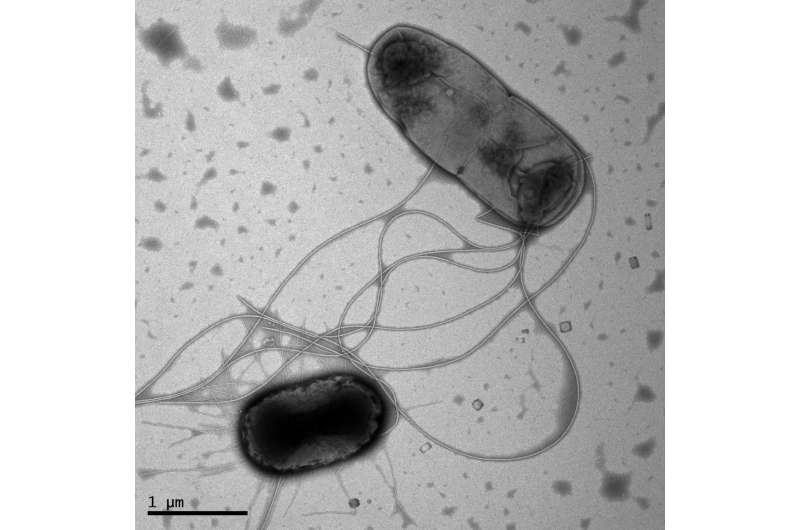 Pandemic E. coli strain H30 cloaks its stealth strategies