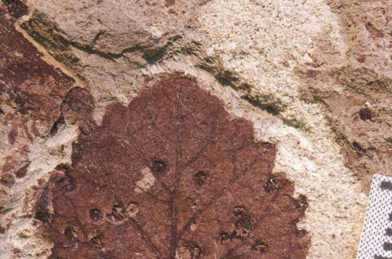 Patagonian fossil leaves reveal rapid recovery from dinosaur extinction event
