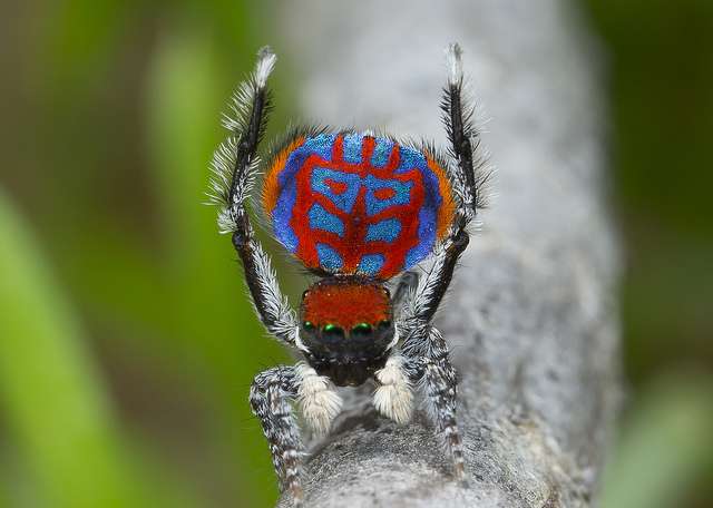 Perseverance pays off with peacock spiders