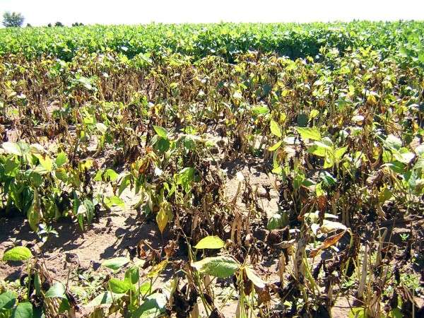 Persistence pays off in battle against bean blight