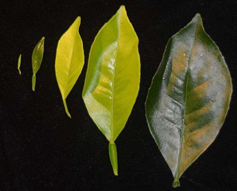Plant breeders, growers should pay attention to flush in fight against citrus greening disease