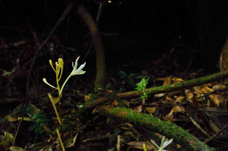 Plants cheat too: A new species of fungus-parasitizing orchid