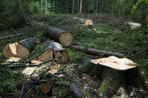 Poland's environment ministry gave the go ahead in March for large-scale logging in the Bialowieza forest to combat a spruce bar