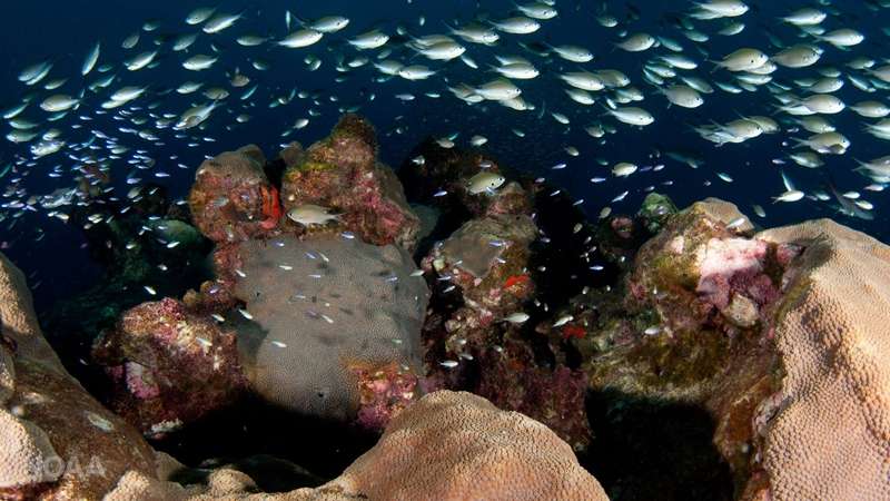 Promoting resilient coral reefs in a changing climate