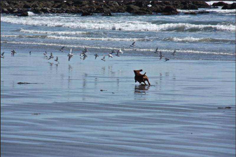 Protecting migratory birds when our beaches have gone to the dogs