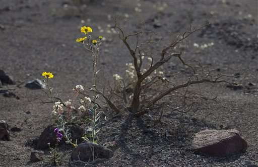 Rare Death Valley "super bloom" carpets desert with color
