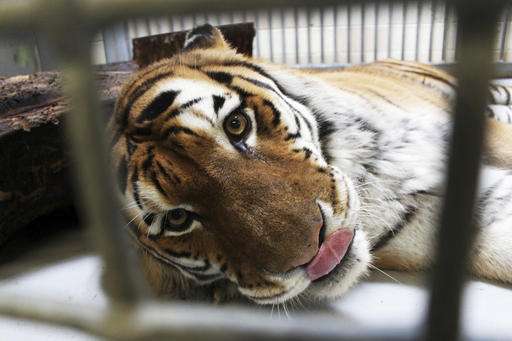Recordings of tiger sounds aim to help save wild population