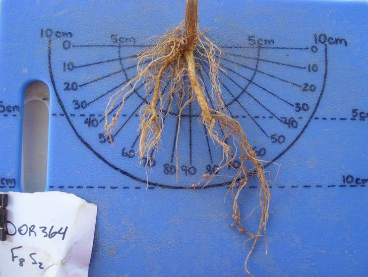 Redesigning roots to help crop plants survive hard times
