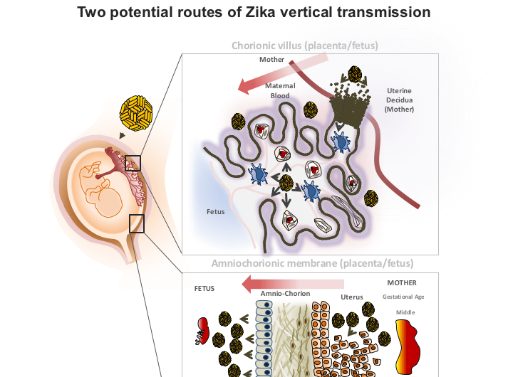 Researchers map Zika's routes to the developing fetus