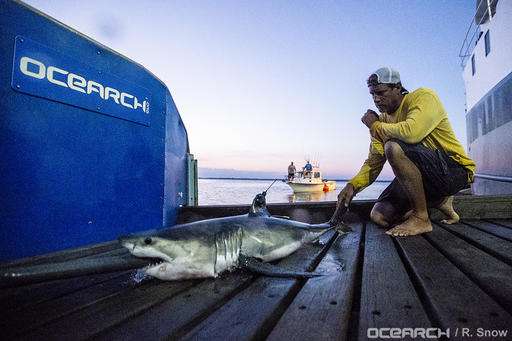Research group confirms white shark nursery off Long Island