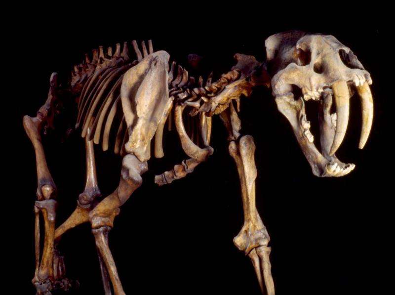 Saber-toothed cats hunted on the South American plains