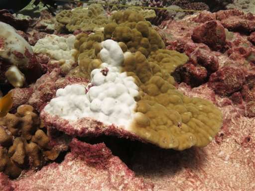 Scientists blame El Nino, warming for 'gruesome' coral death