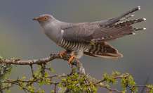 Scientists call on public to look and listen out for cuckoos
