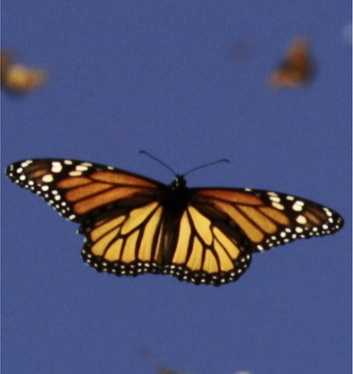 Scientists crack secrets of the monarch butterfly's internal compass