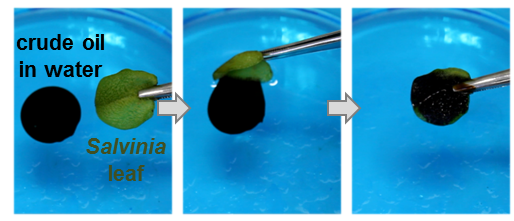 Scientists explore oil clean-up properties of aquatic ferns