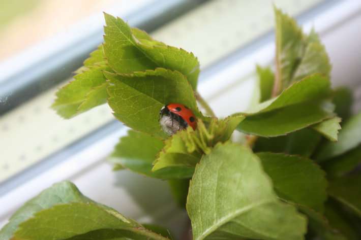 Scientists need your help to spot ladybirds