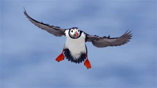 Scientists: puffins might spend the winter off of New Jersey