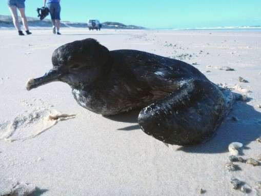 Seabirds fall victim to junk food diet