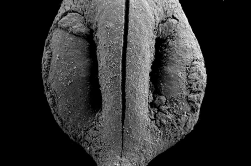 Secrets of the paleo diet: Discovery reveals plant-based menu of prehistoric man