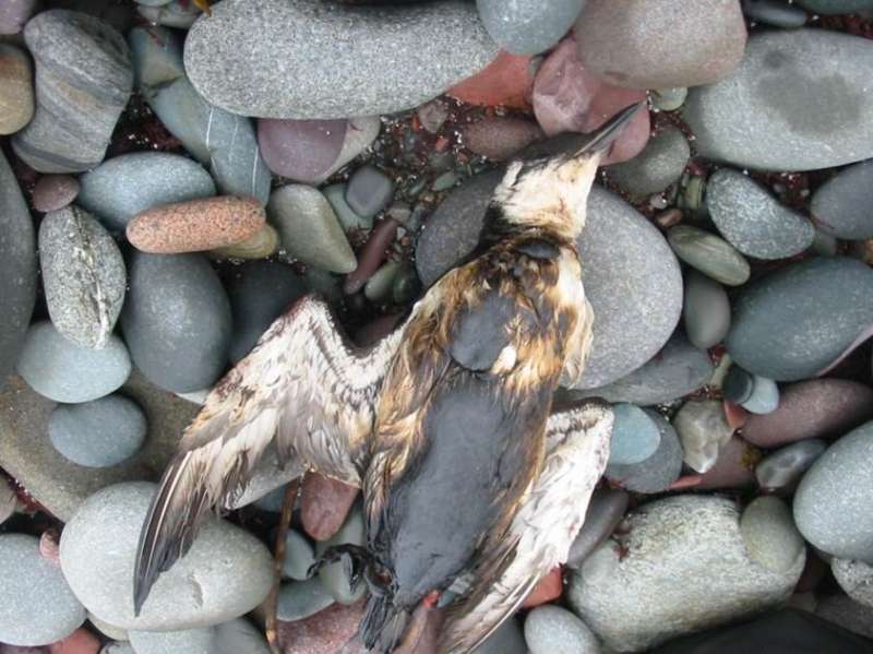 Small offshore oil spills put seabirds at risk: Industry self-monitoring failing