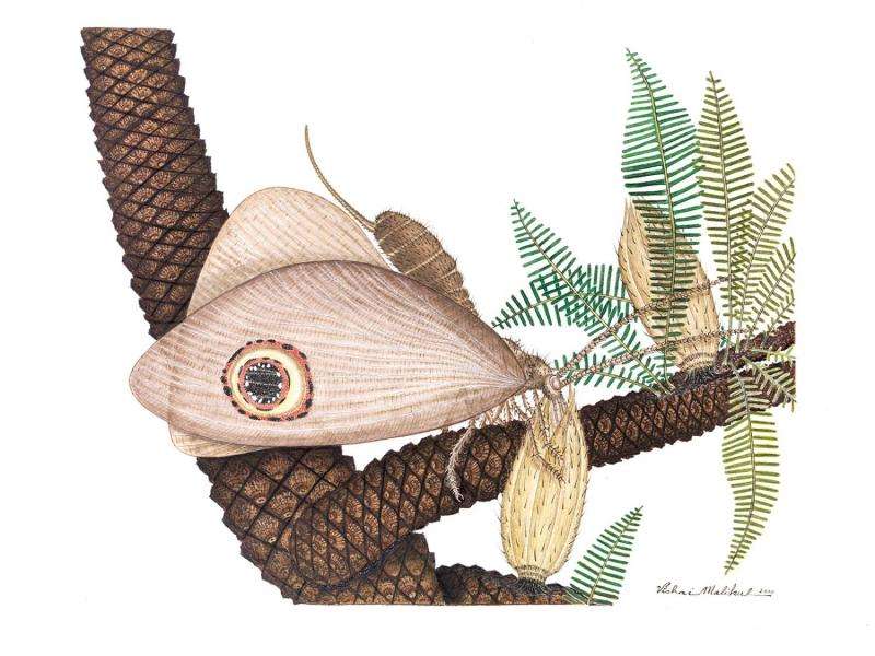 Smithsonian scientists discover butterfly-like fossil insect in the deep Mesozoic