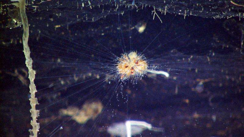 Solved mystery of the deep-sea mushroom just raises new questions