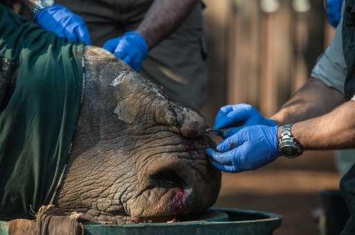 South African veterinarians apply bandages and stitches to &quot;Hope&quot; the rhino after her horns were hacked off by poacher