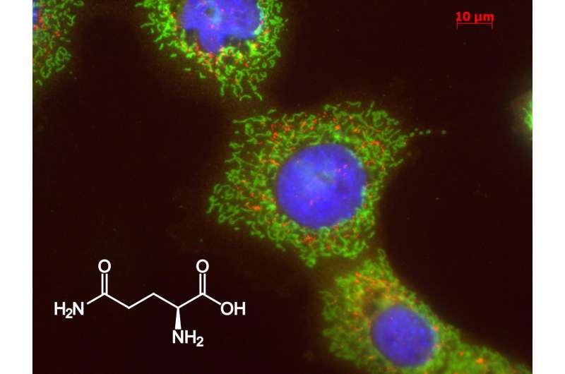 Starving cancer cells by blocking their metabolism