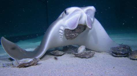 Study discounts alleged link between sharks, rays and bivalves