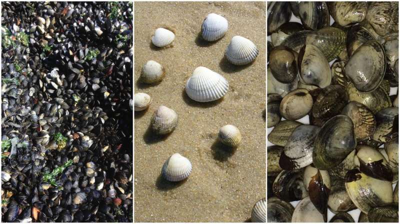 Study finds contagious cancers are spreading among several species of shellfish