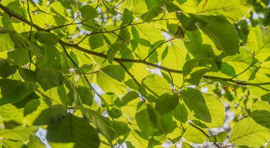 Study finds leaf emergence regulated by spring temperature and the cumulative exposure to cold days