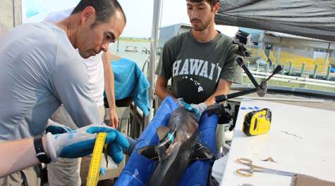 Studying the biology of sharks in the wild