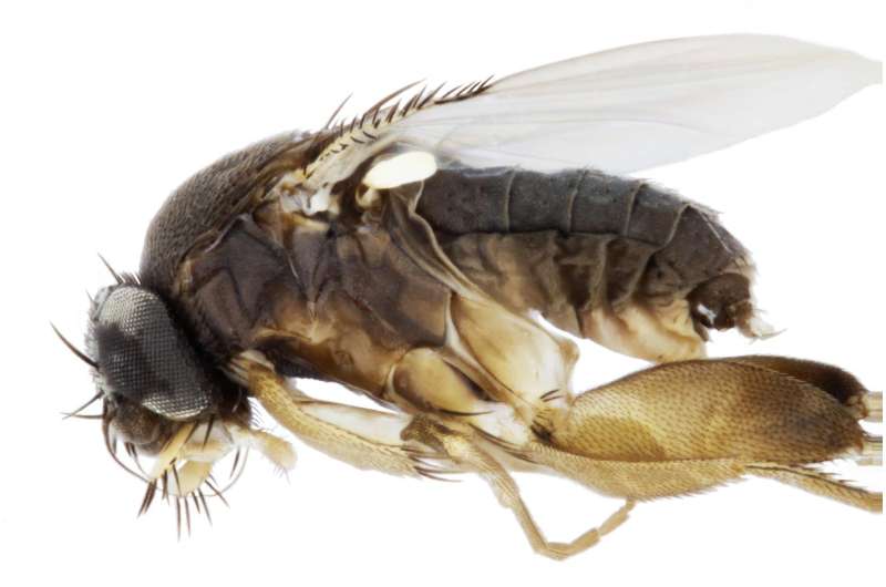 The city of angels and flies: 12 unknown scuttle fly species have been flying around L.A.