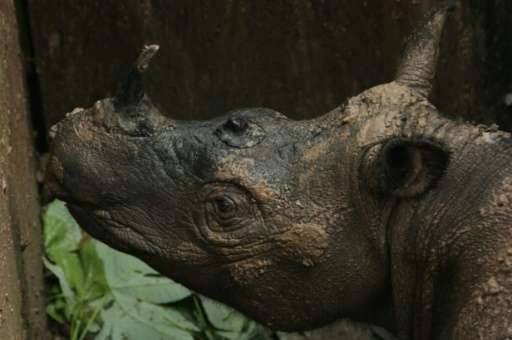 The Sumatran rhino is critically endangered with fewer than 100 remaining in the wild