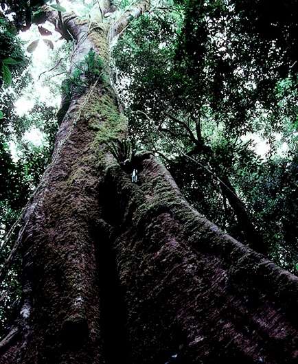 The unique challenges of conserving forest giants