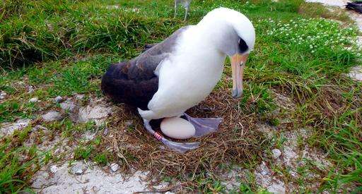 The world's oldest known seabird is expecting -- again
