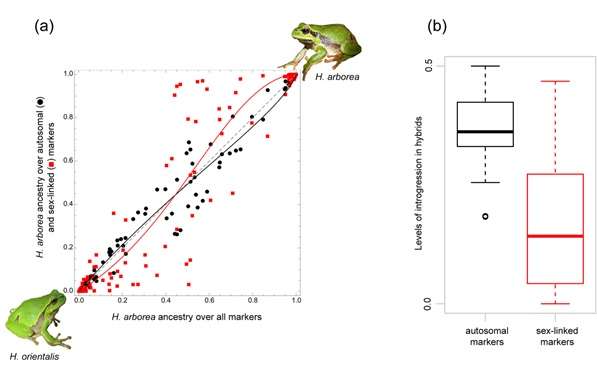 Tree frogs with foreign sex chromosomes are less fit