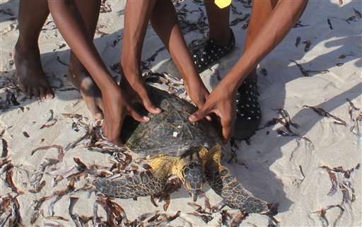 Turtles are key as Kenya balances ecology and development