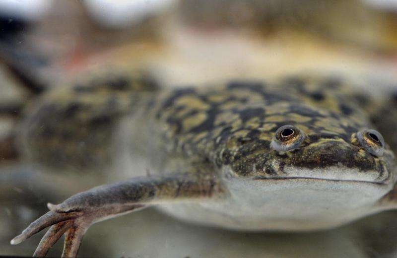 Unnoticed sex reversal in amphibians due to artificial estrogen from pills