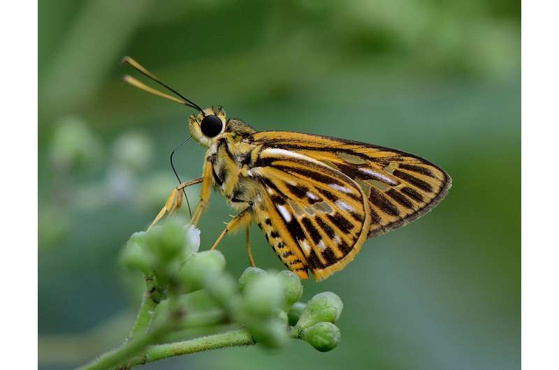 Urbanization affects diets of butterflies: NUS study