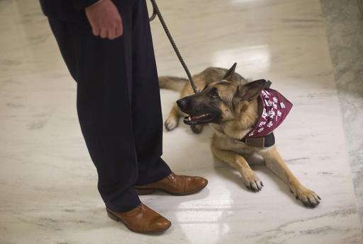 VA study of service dogs for vets with PTSD faces questions