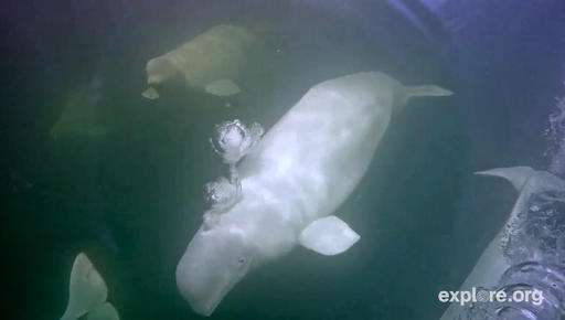 Webcam whale research buoyed by viewers around the world