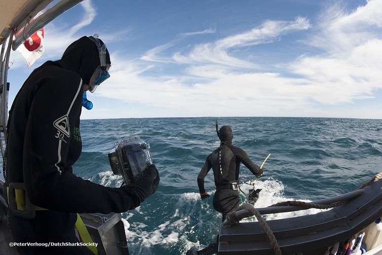 Whale shark mugshots reveal teenage males hang around WA’s coast