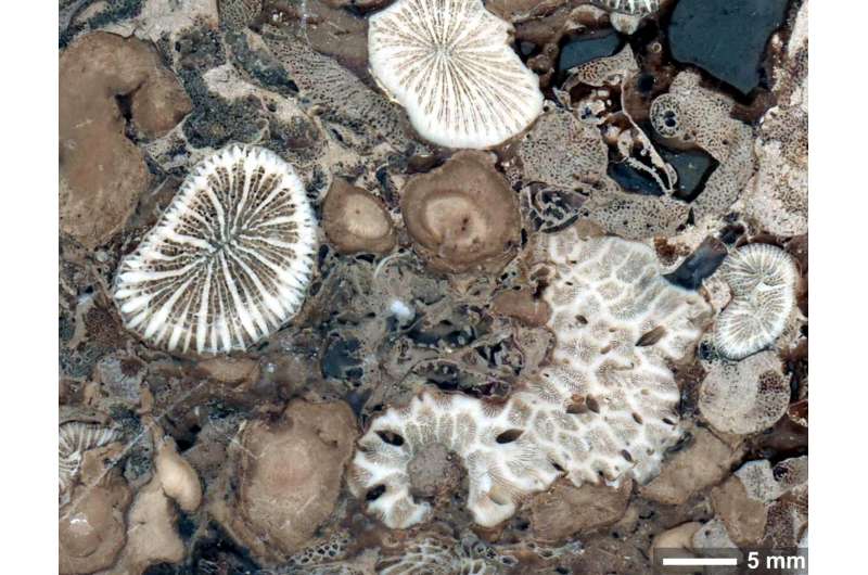 When corals met algae: Symbiotic relationship crucial to reef survival dates to the Triassic