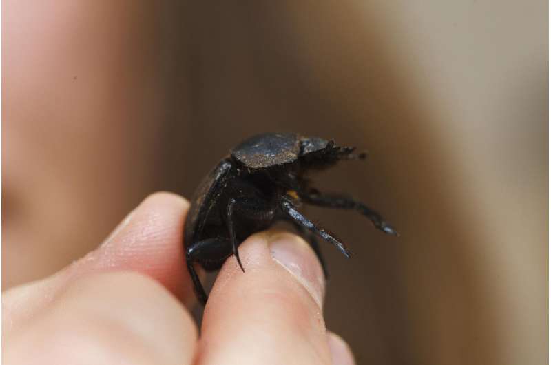 When dung beetles dance, they photograph the firmament
