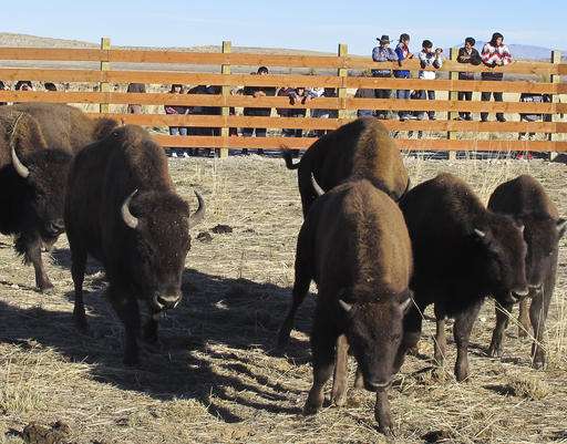 Where the buffalo roam: Herd treads again on tribal land