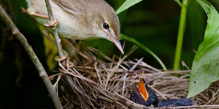 Why some cuckoos lay blue eggs