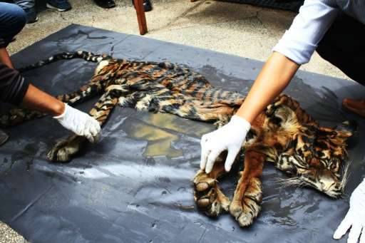 Wildlife officials display seized animal parts, including a tiger skin, in Medan, Indonesia on October 17, 2016