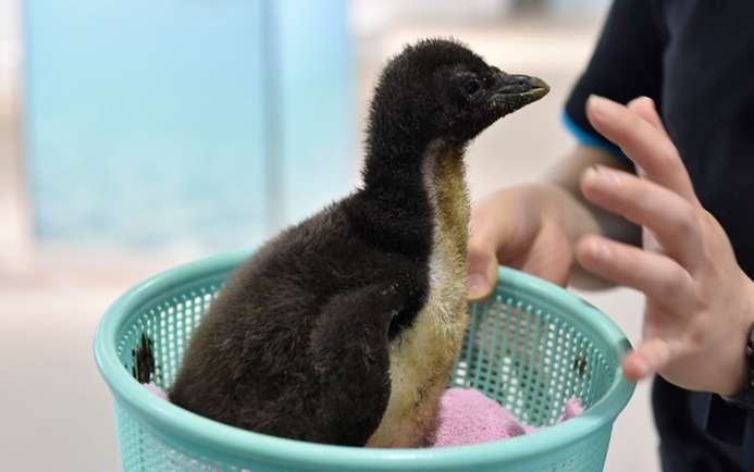World's first successful artificial insemination of southern rockhopper penguin