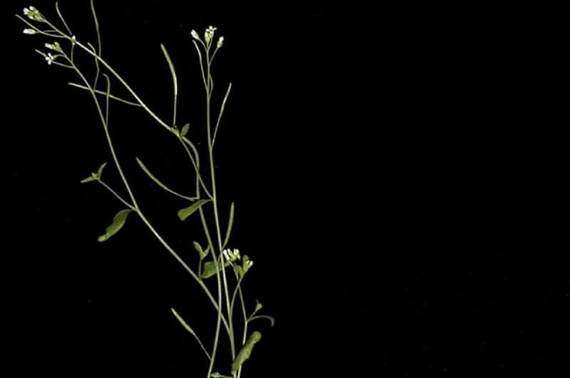 Researchers modify yeast to show how plants respond to a key hormone